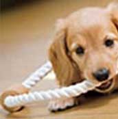 ペット対応【傷】【汚】