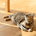 フロ−リングをお考えなら
